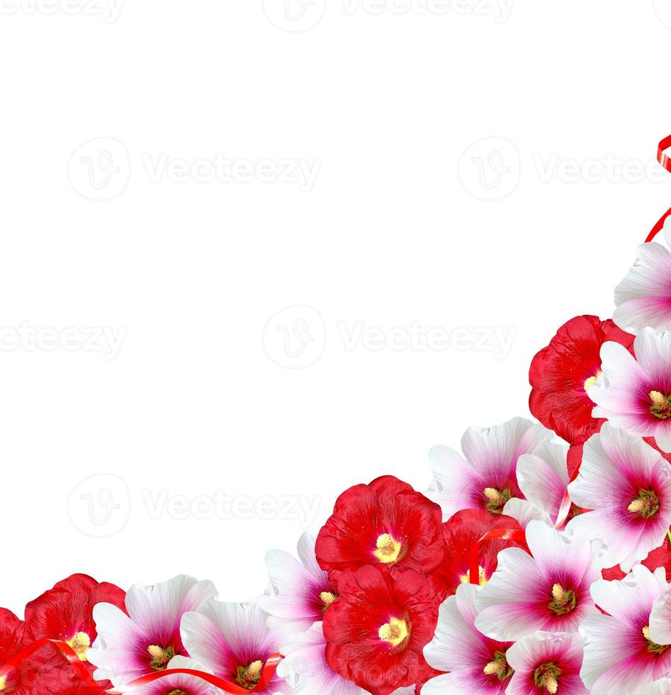 mallow flowers isolated on white background photo