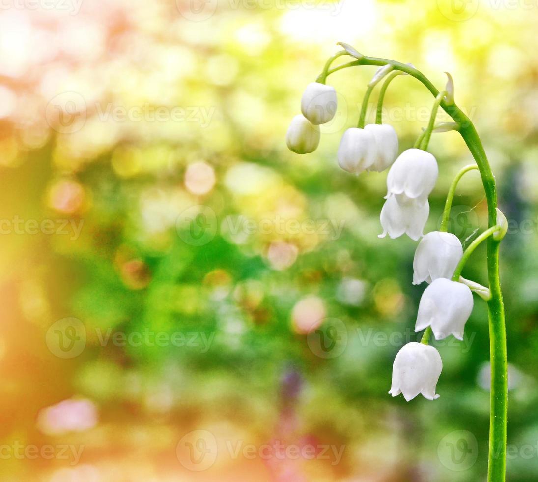 Spring landscape. flowers lily of the valley photo