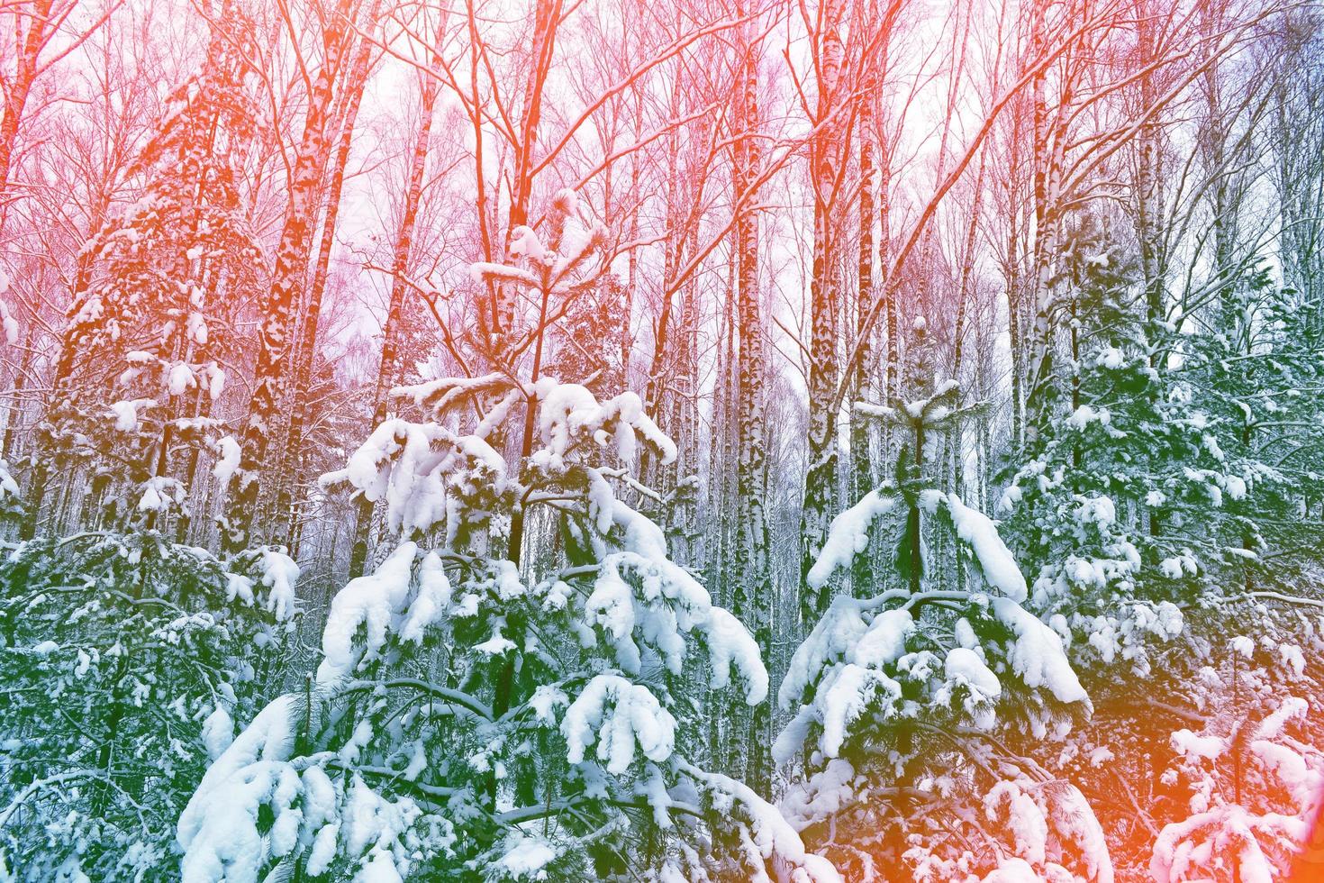Frozen winter forest with snow covered trees. photo