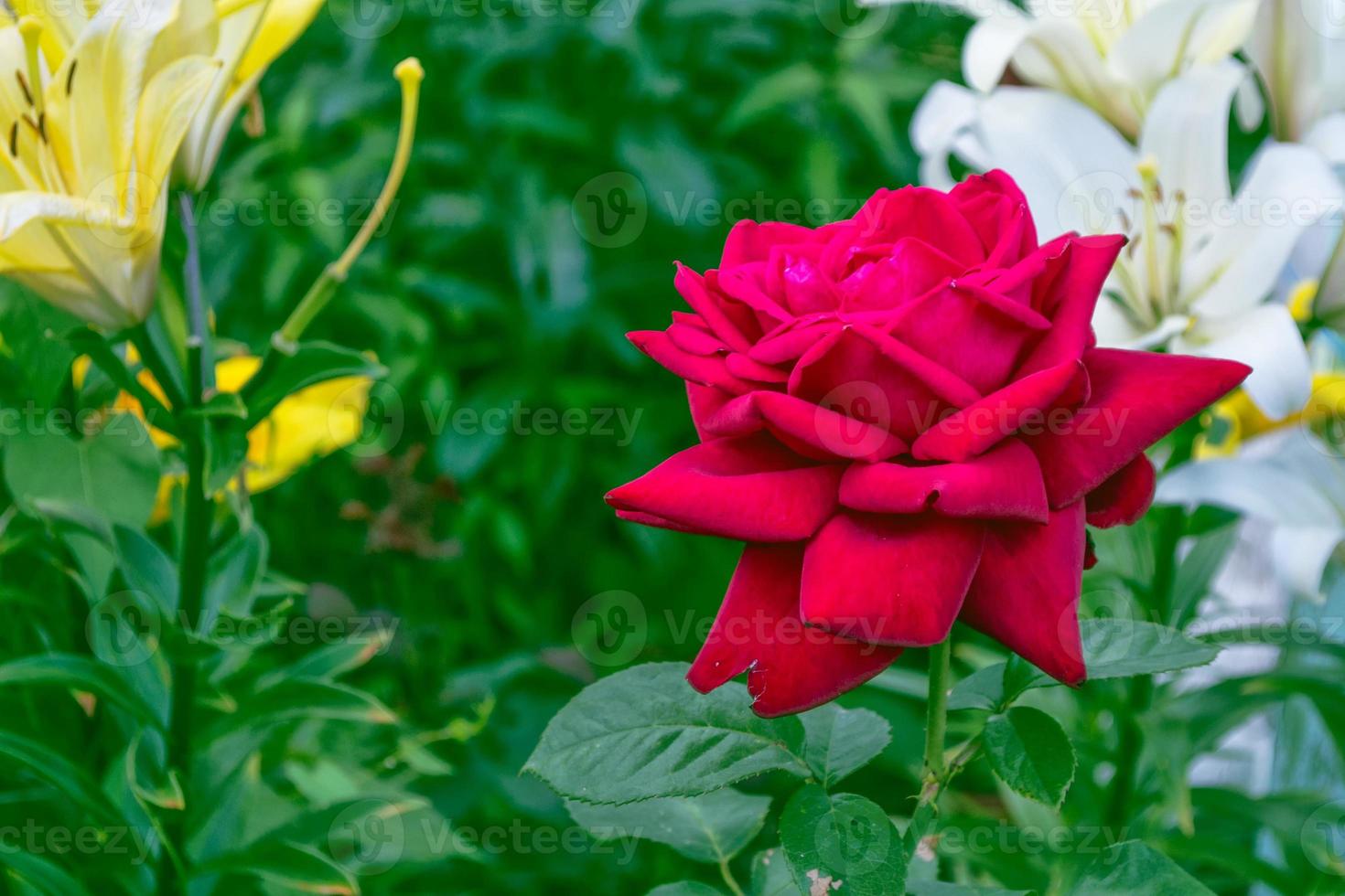 Bright colorful flower rose photo