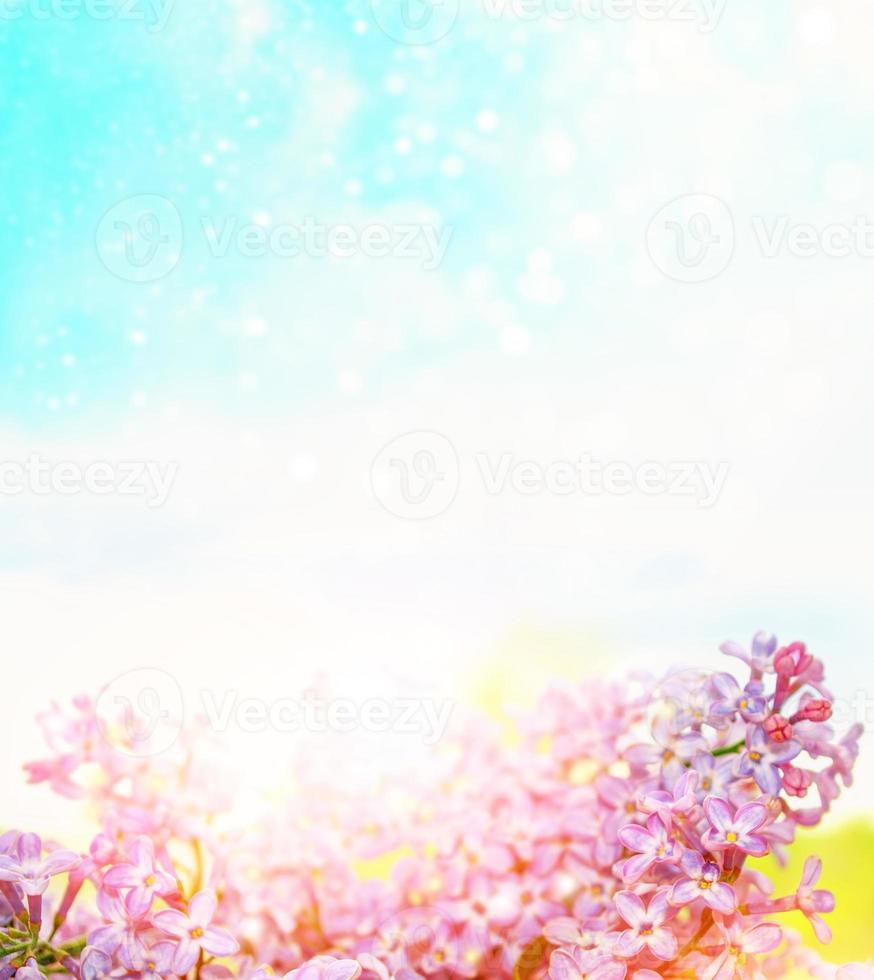 Bright and colorful flowers lilac photo
