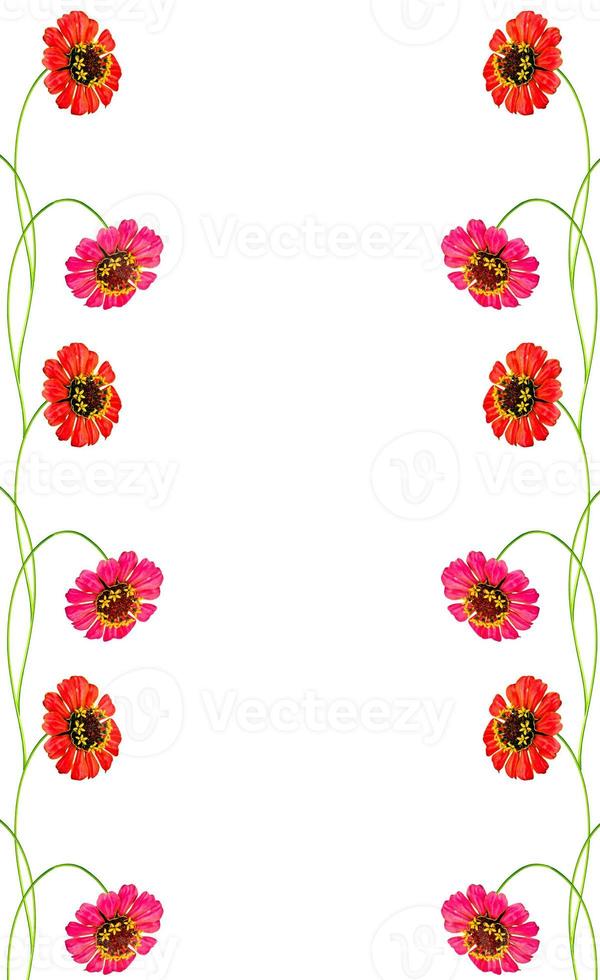Zinnia flowers isolated on white background 10028311 Stock Photo at