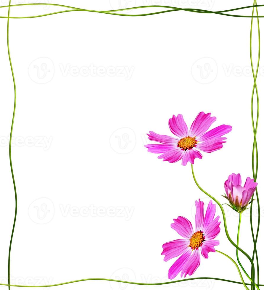 Cosmos flowers isolated on white background. photo