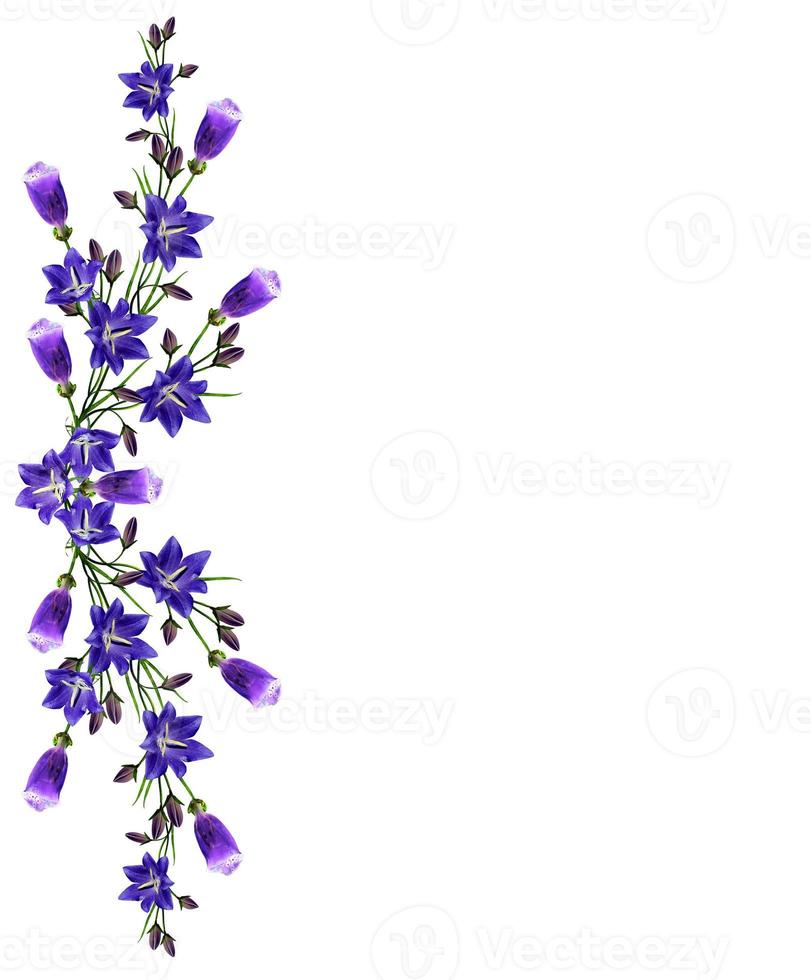 blue flowers campanula isolated on white background photo