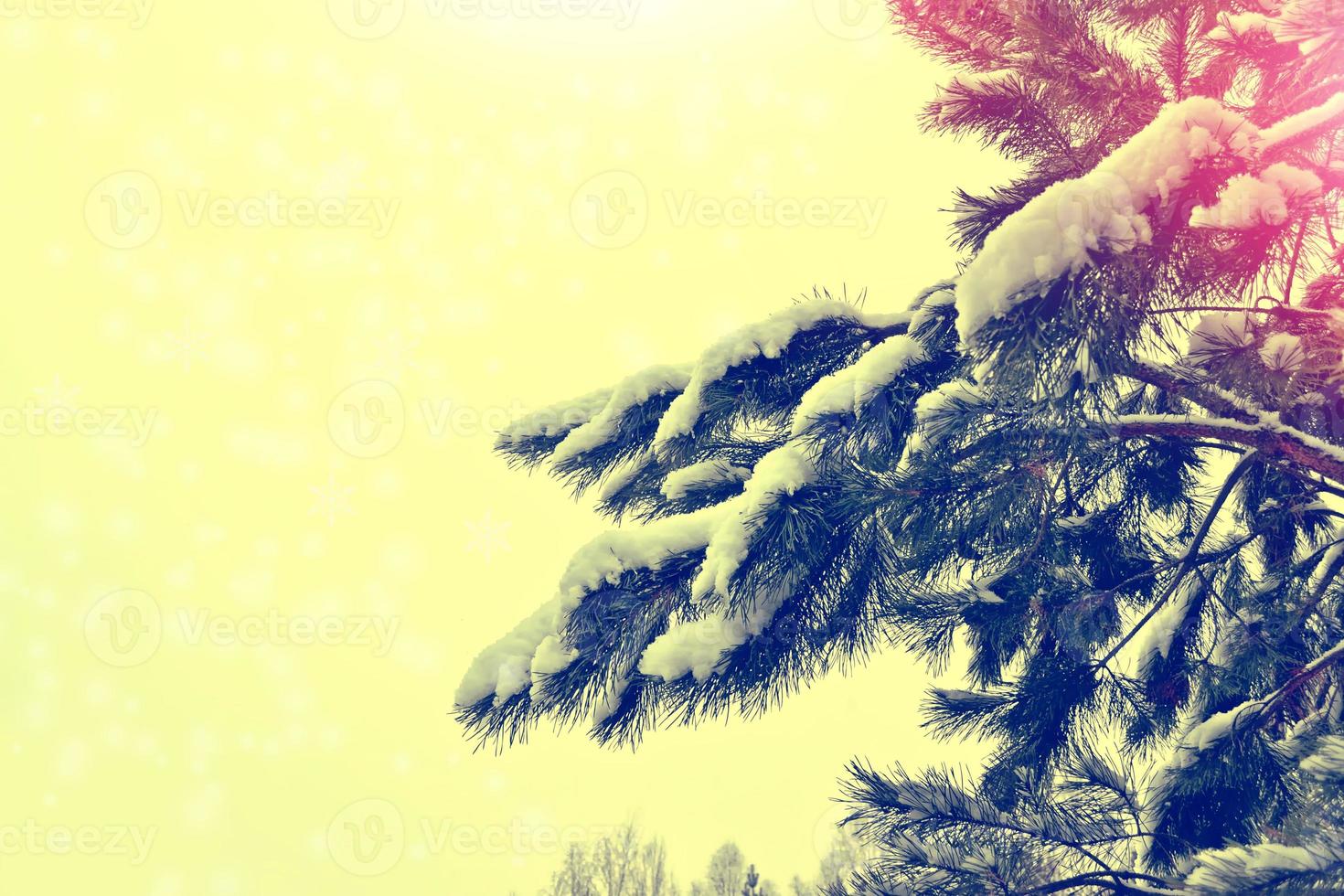 forest in the frost. Winter landscape. Snow covered trees photo