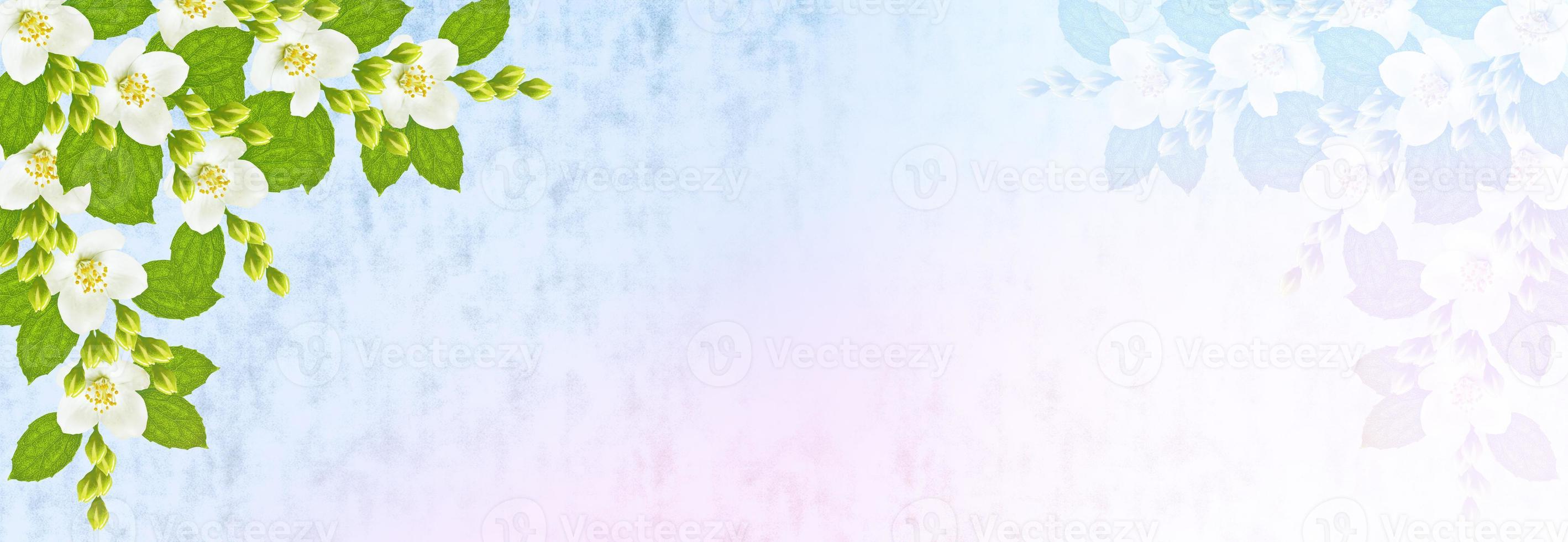 White jasmine The branch delicate spring flowers photo