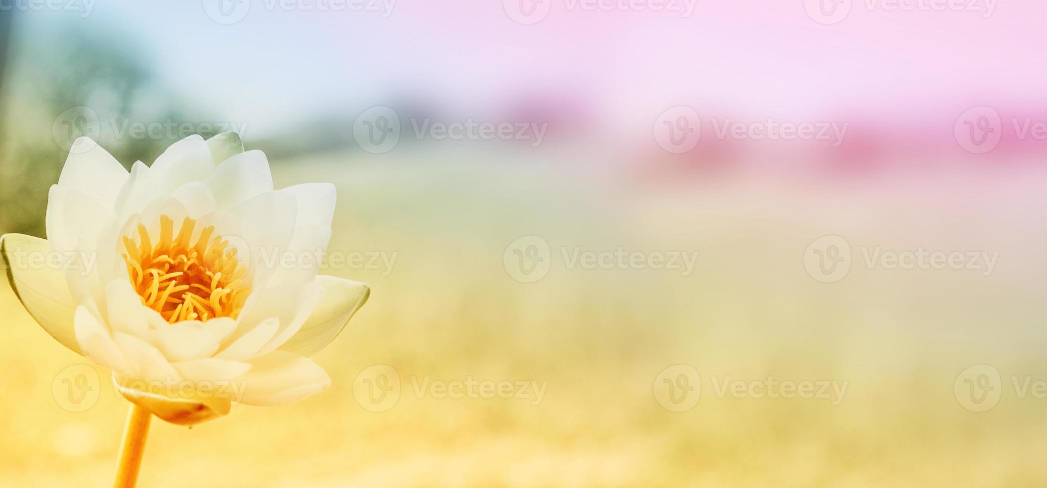 White bright and colorful flower water lily. photo