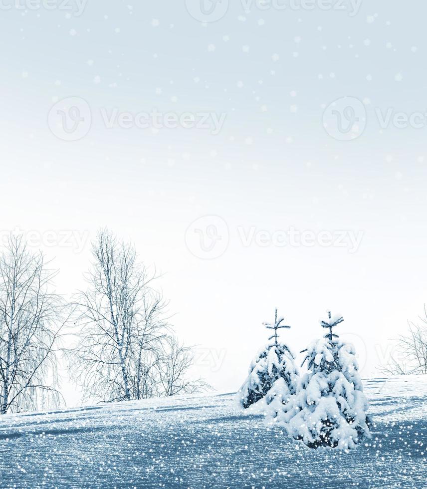 Frozen winter forest with snow covered trees. photo