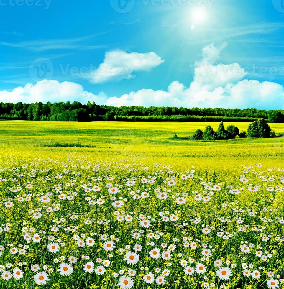 campo de manzanilla en flor sobre un fondo de cielo azul con nubes foto