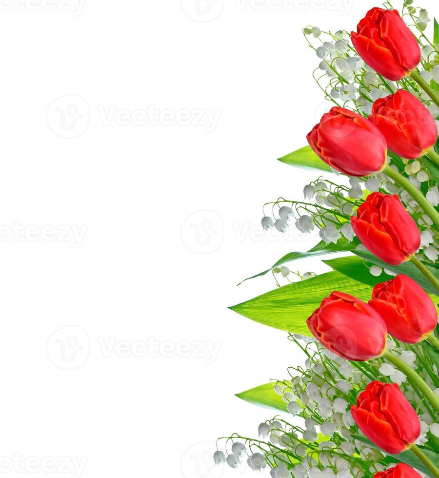 spring flowers tulips isolated on white background. photo