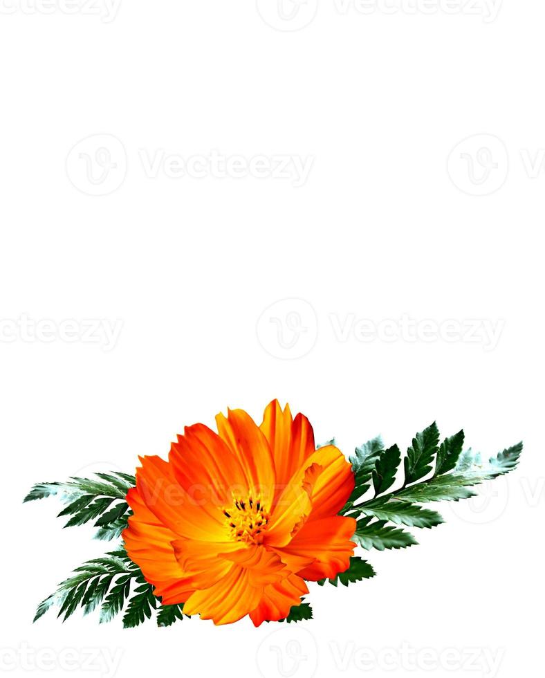 Cosmos flowers isolated on white background photo