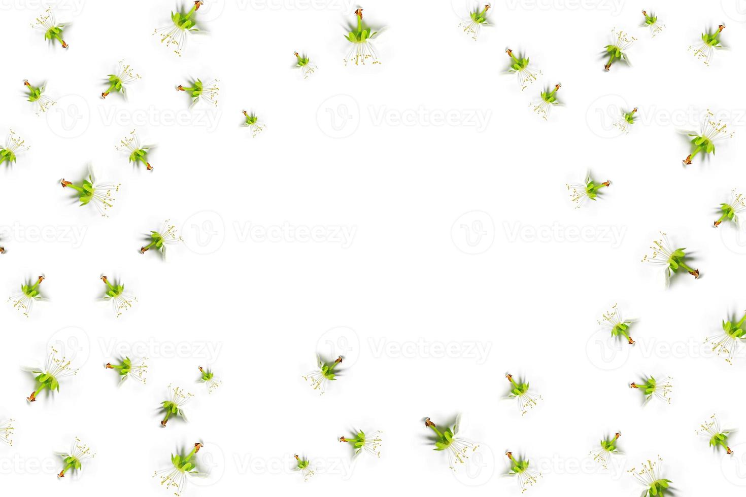 Flowering branch of apple isolated on a white background. Top view, flat lay, photo