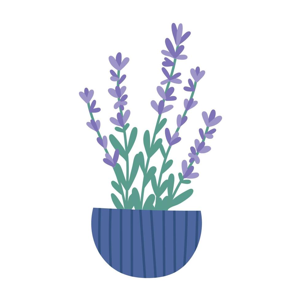 Cute blooming lavender in pot, flat vector illustration isolated on white background. Spring flowers in bloom. Potted house plant. Hand drawn home interior element.