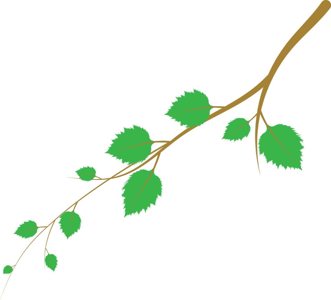 Green birch branch vector