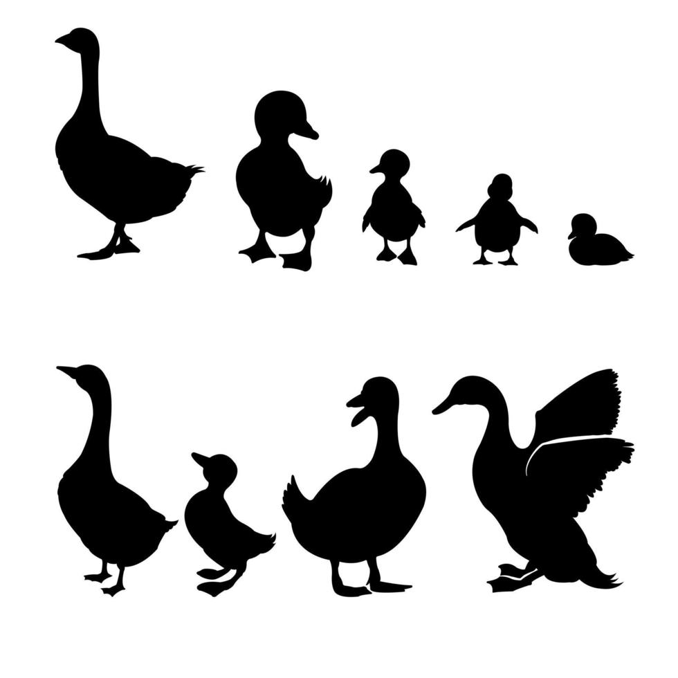 un conjunto de siluetas vectoriales de pato aisladas en un fondo blanco. vector