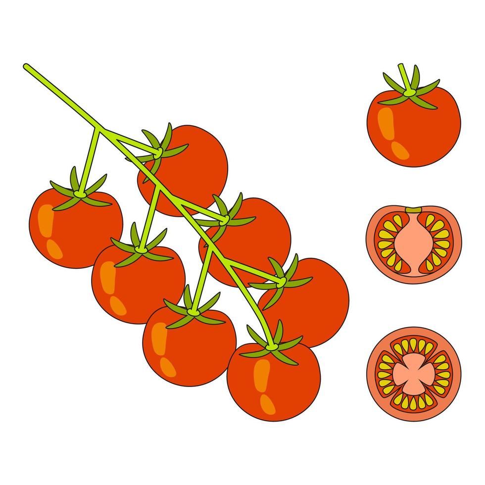 tomates cherry en una ramita, vegetales enteros y en el corte vector