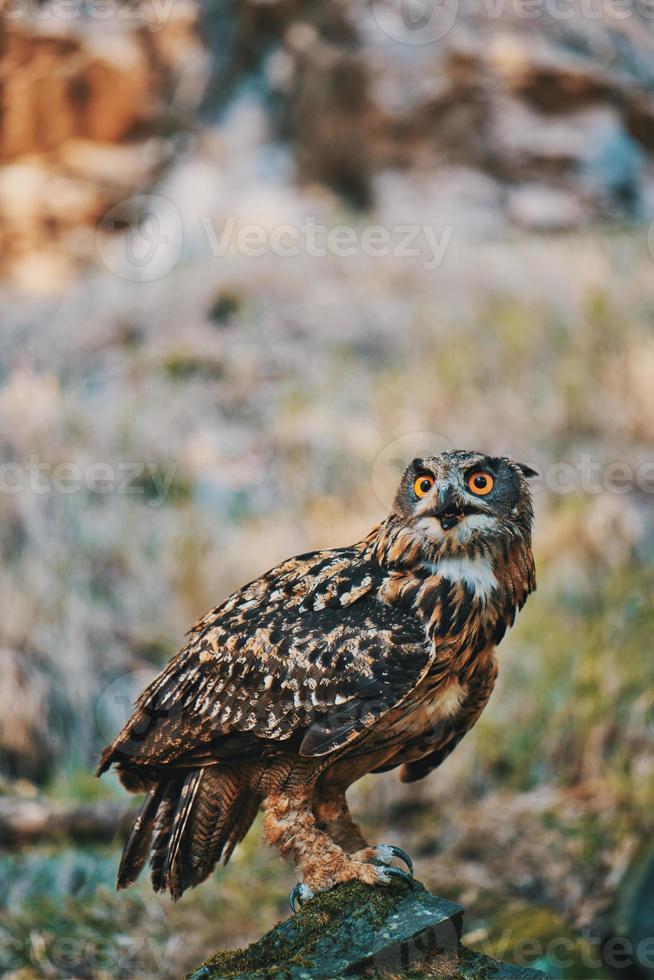 Bubbo Bubbo, Owl photo