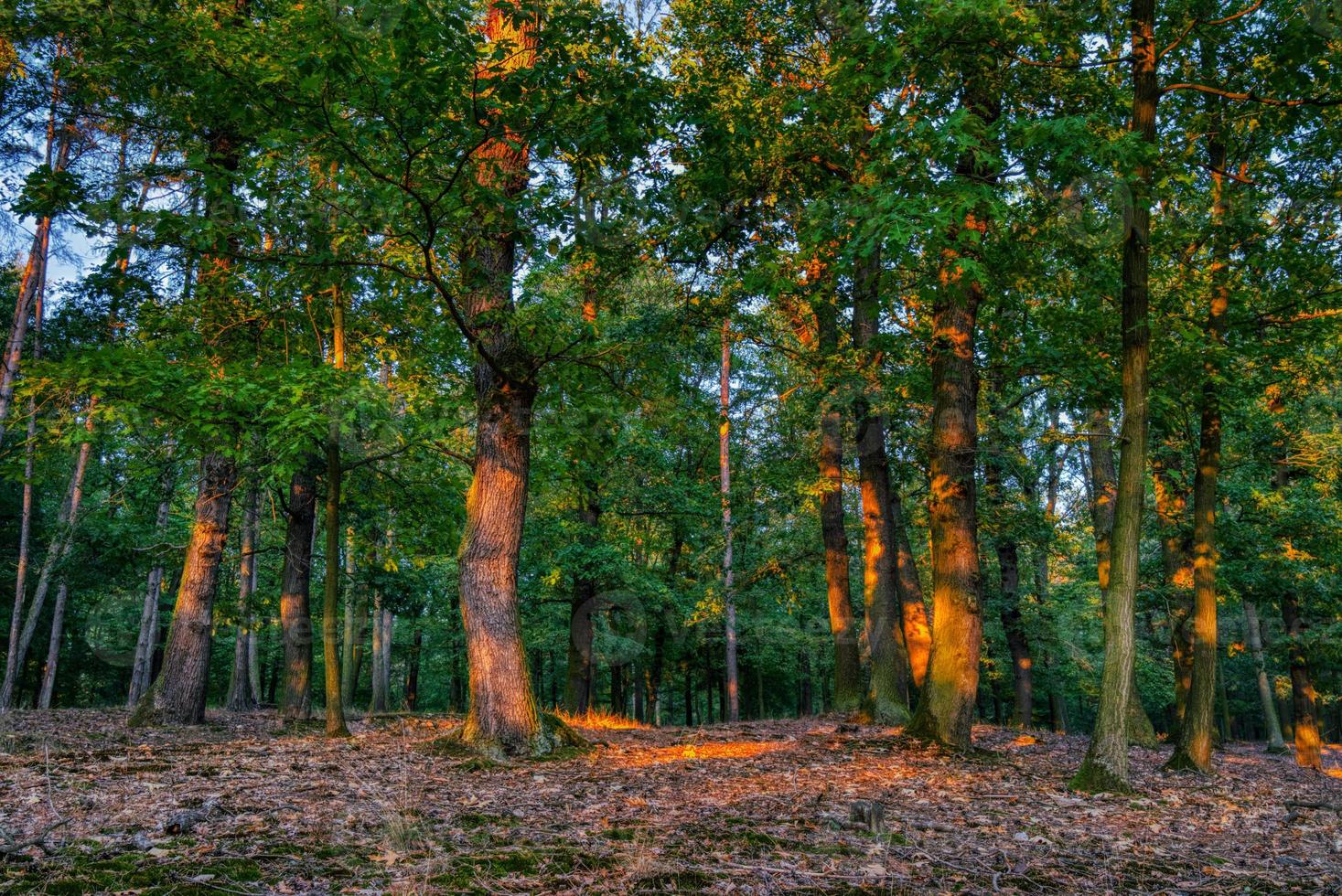 Landscape shot in forest photo