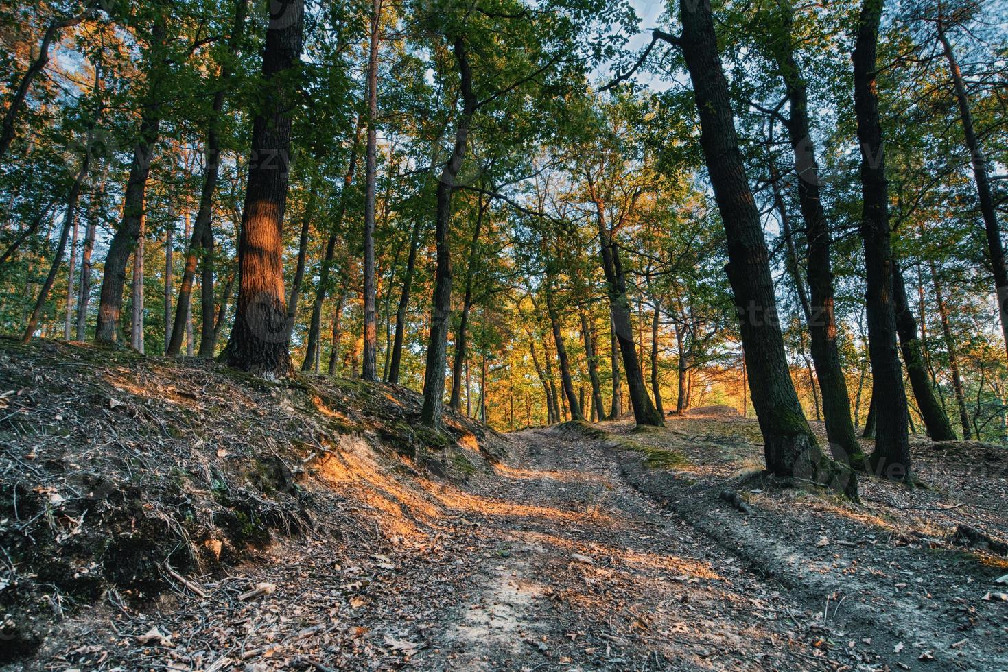 Landscape shot in forest photo