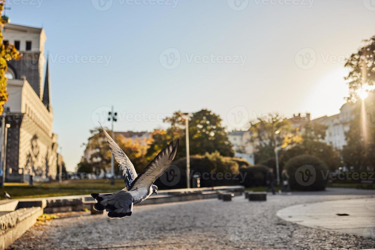 Pidgeon flying in the city photo