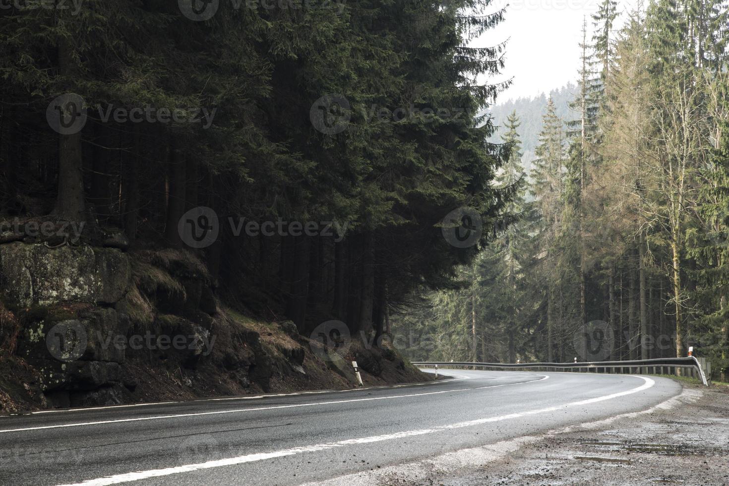 Landscape shot in forest photo