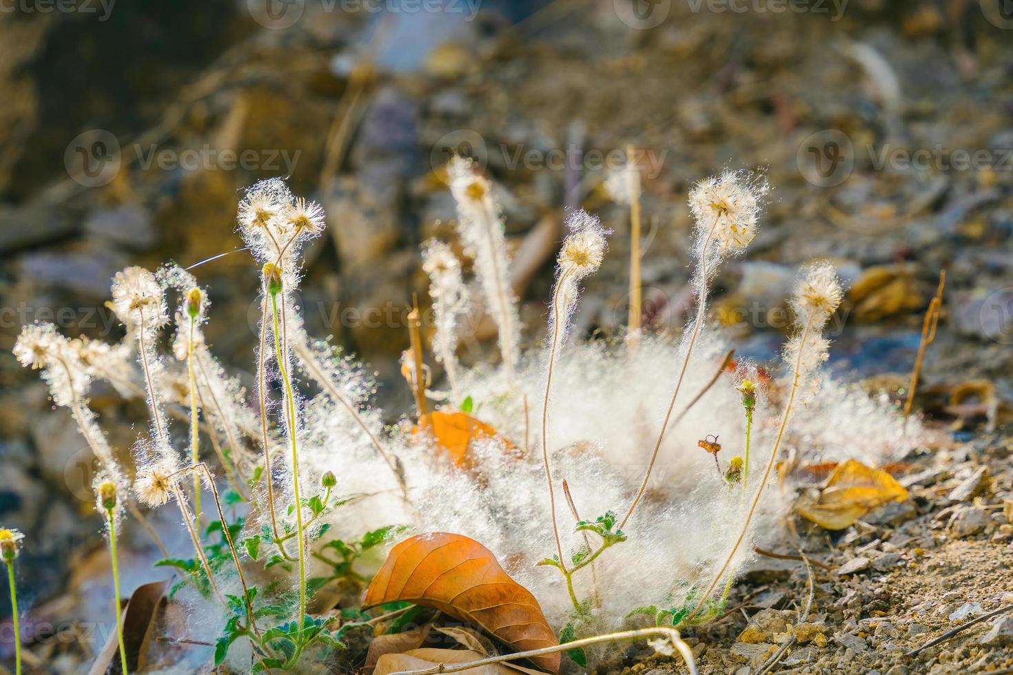 Closeup of a cotton web nest hanging from a tree branch with leaves and sticks tangled in it. photo