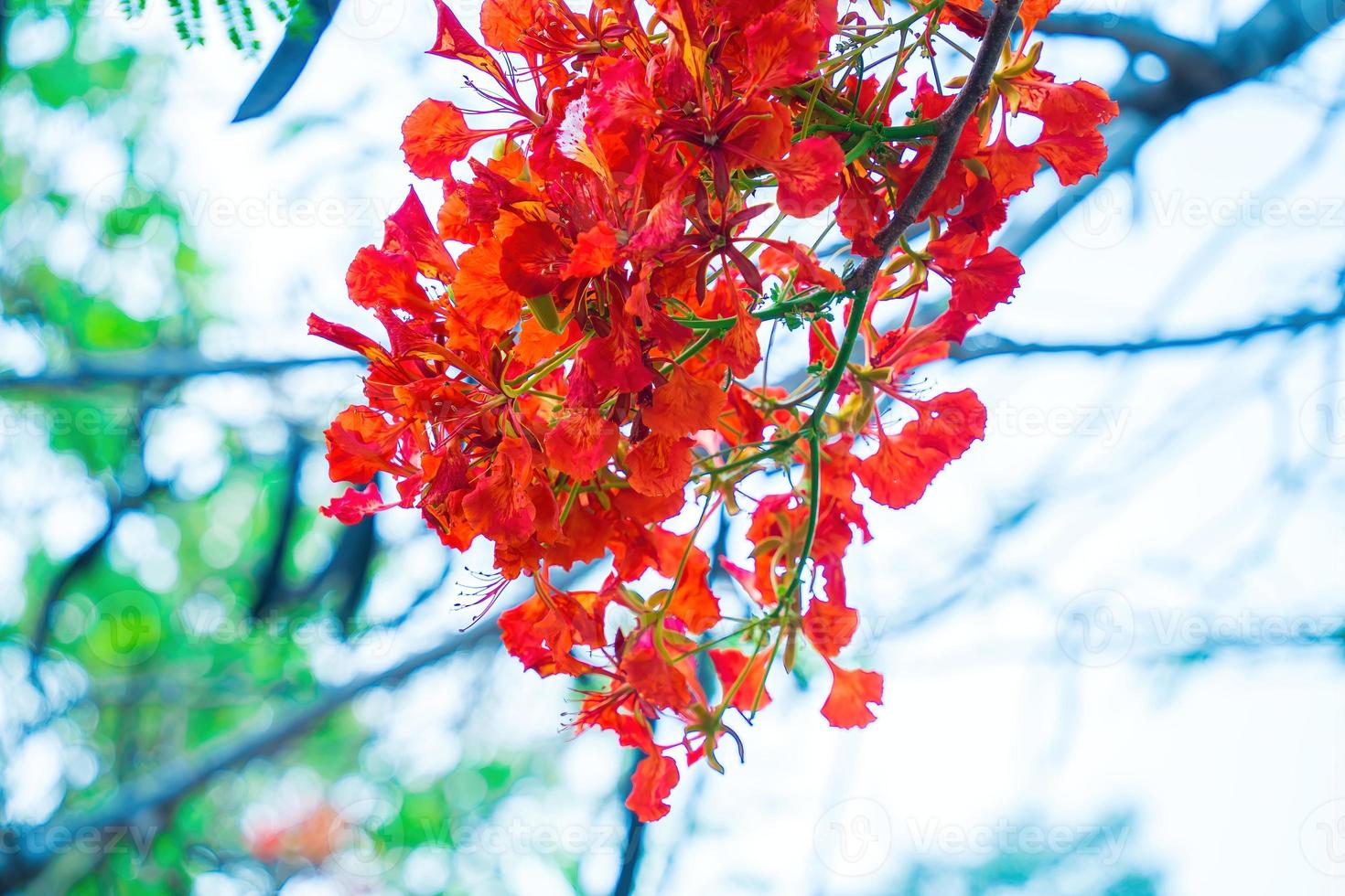 Summer Poinciana phoenix is a flowering plant species live in the tropics or subtropics. Red Flame Tree Flower, Royal Poinciana photo