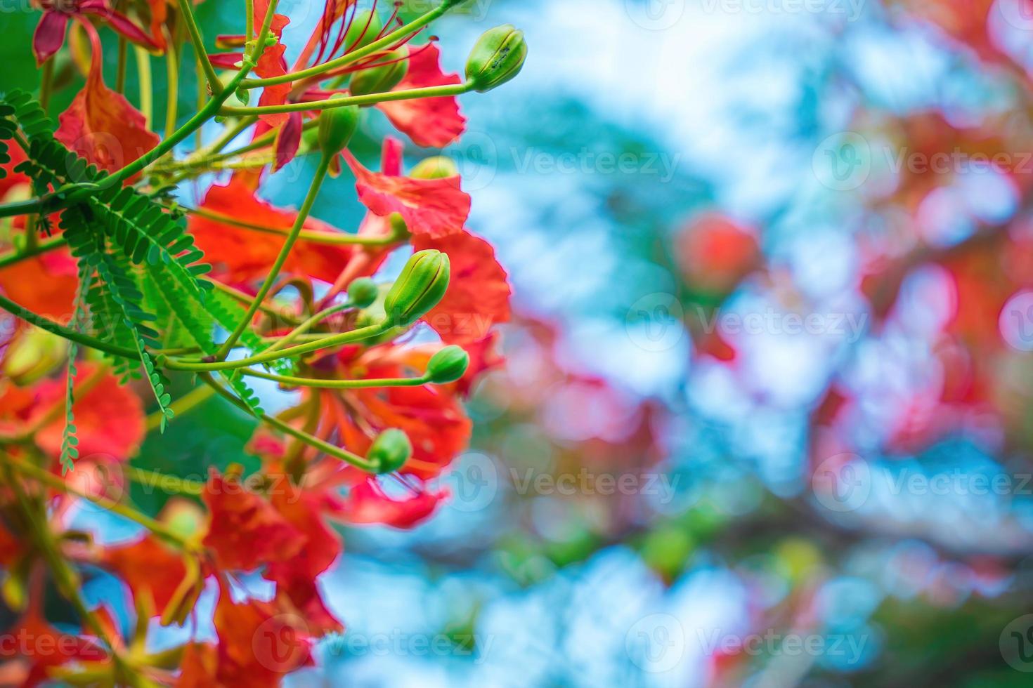 Summer Poinciana phoenix is a flowering plant species live in the tropics or subtropics. Red Flame Tree Flower, Royal Poinciana photo