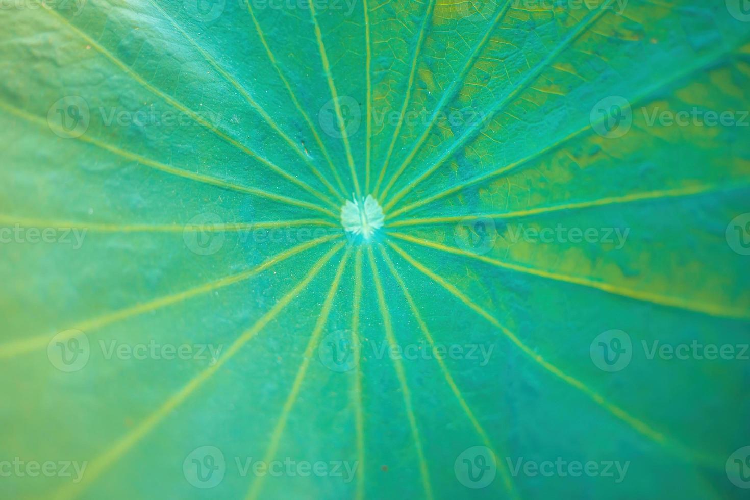 Green lotus leaf, background, green leaf texture. Shadow of lotus leaf and surrounding can reflect in water drop. closeup texture with green vivid color background photo