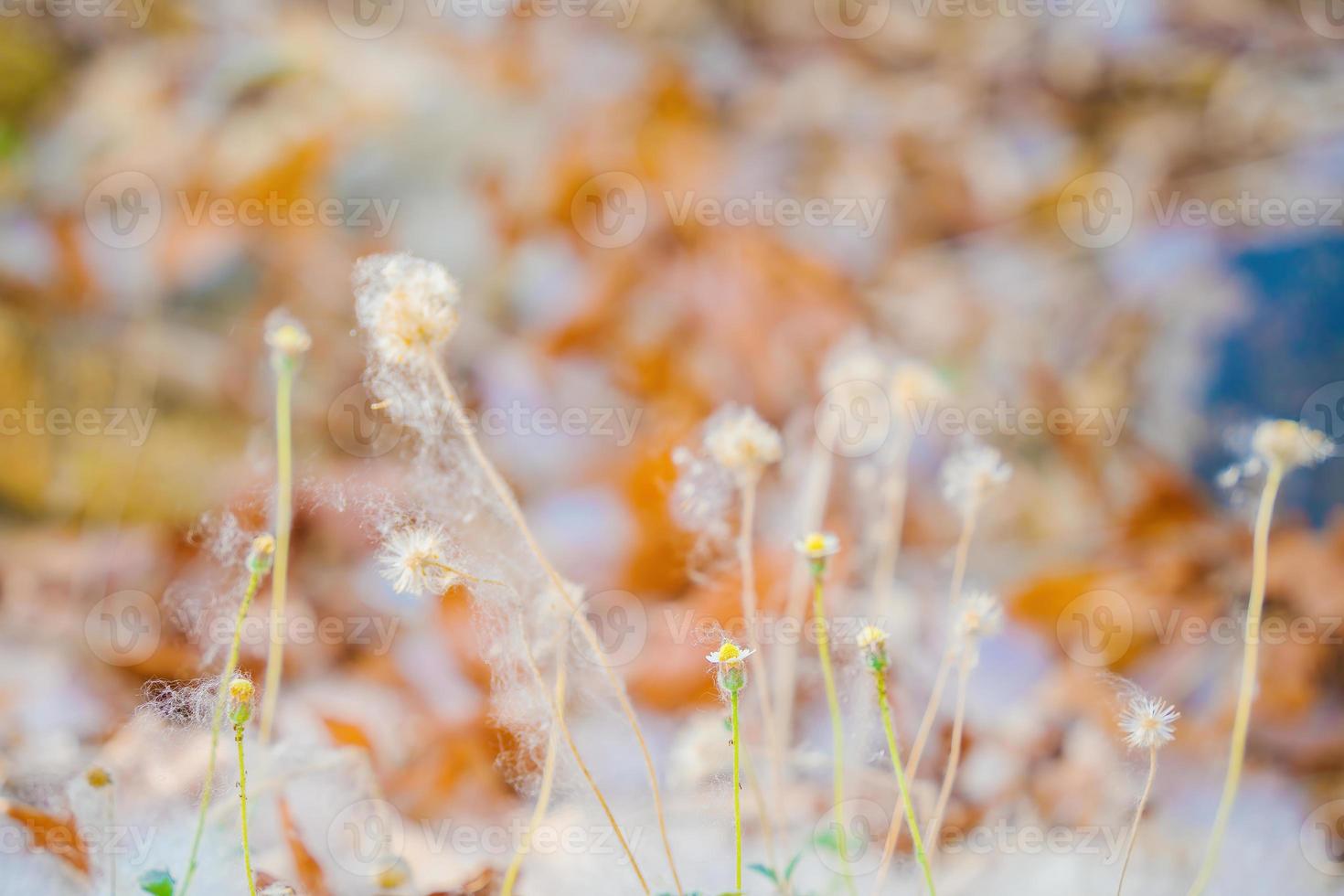 Closeup of a cotton web nest hanging from a tree branch with leaves and sticks tangled in it. photo