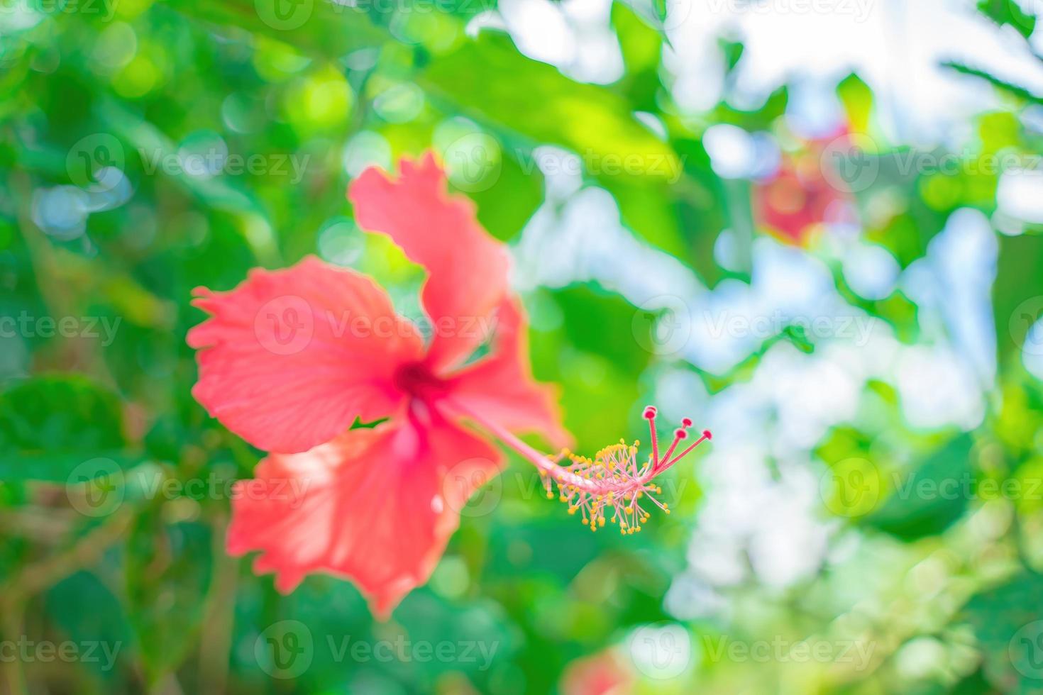 Close up of Hibiscus rosa-sinensis, known colloquially as Chinese hibiscus is widely grown as an ornamental plant. Hibiscus rosa-sinensis in close-up detail photo