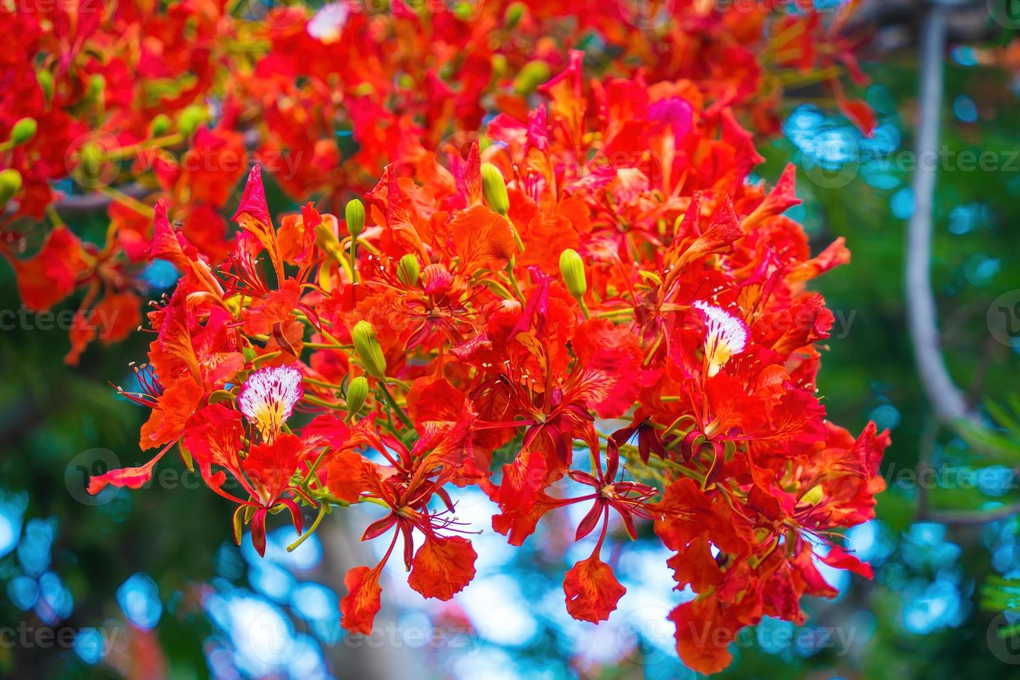 Summer Poinciana phoenix is a flowering plant species live in the tropics or subtropics. Red Flame Tree Flower, Royal Poinciana photo