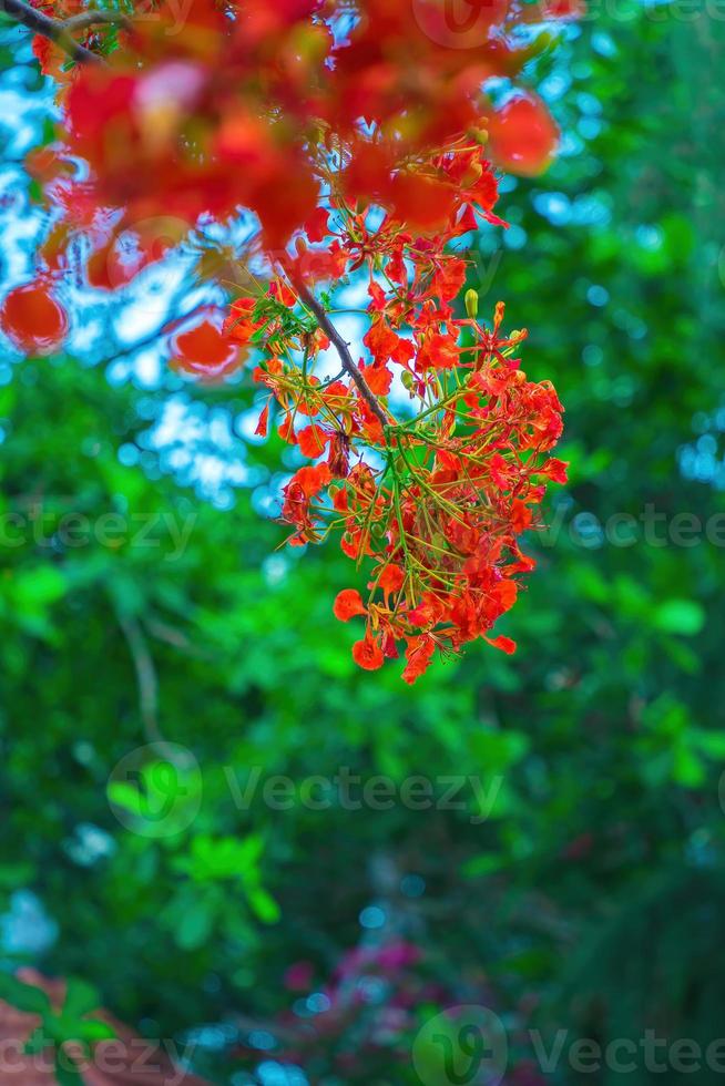 Summer Poinciana phoenix is a flowering plant species live in the tropics or subtropics. Red Flame Tree Flower, Royal Poinciana photo