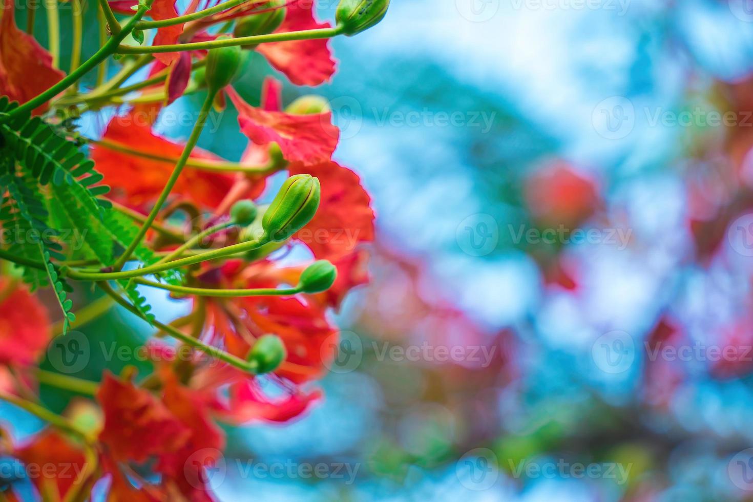 Summer Poinciana phoenix is a flowering plant species live in the tropics or subtropics. Red Flame Tree Flower, Royal Poinciana photo