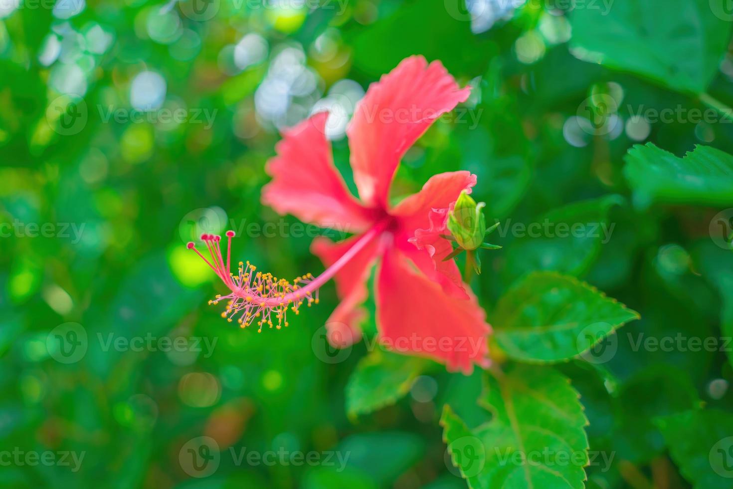 Close up of Hibiscus rosa-sinensis, known colloquially as Chinese hibiscus is widely grown as an ornamental plant. Hibiscus rosa-sinensis in close-up detail photo