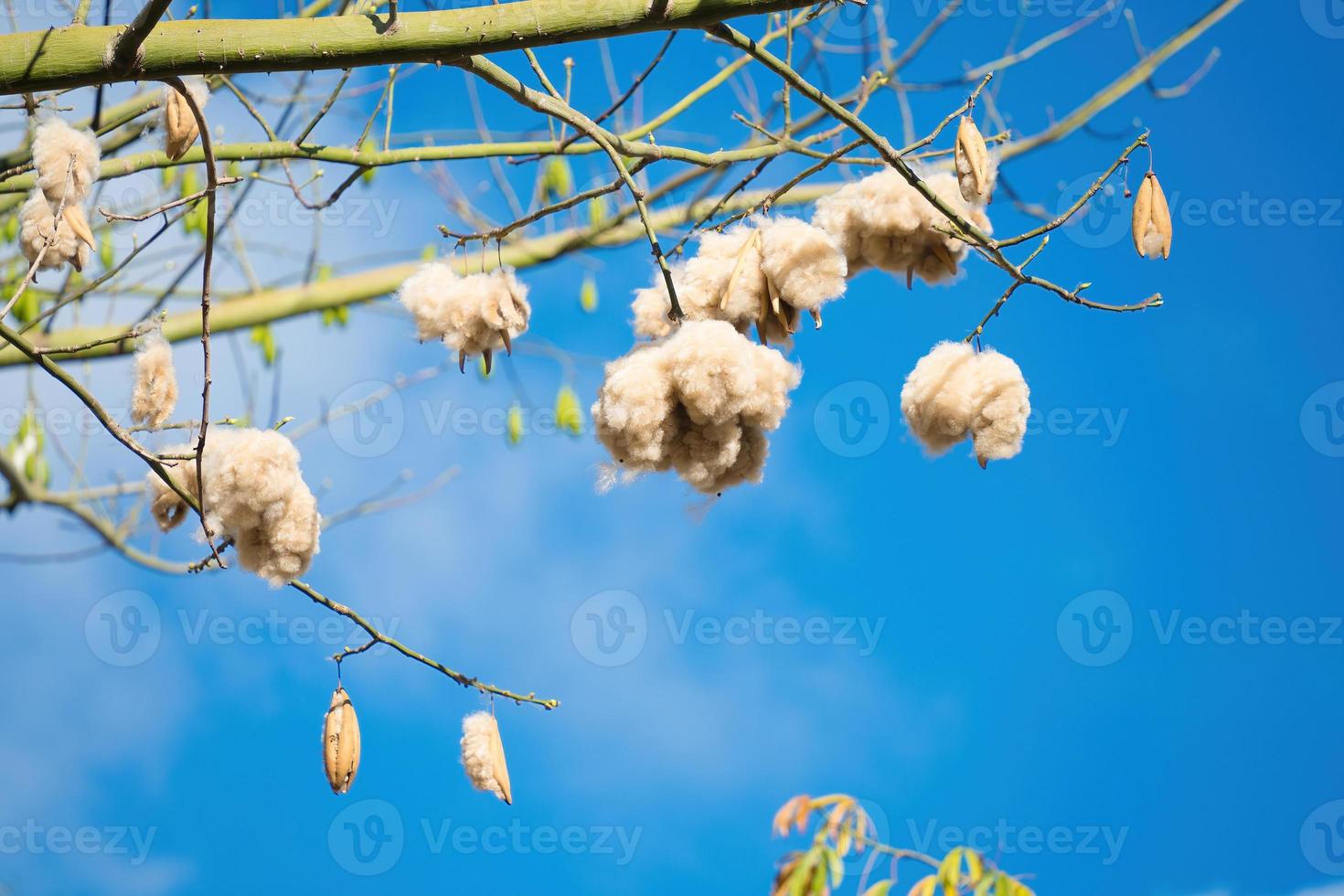 White silk cotton tree Ceiba pentandra, Kapuk Randu Javanese, the perennial fruit can be used to