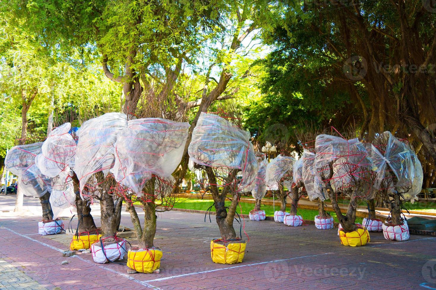 manojo de árboles de flores de durazno en la calle esperando para vender. flor de durazno, el símbolo del año nuevo lunar vietnamita foto