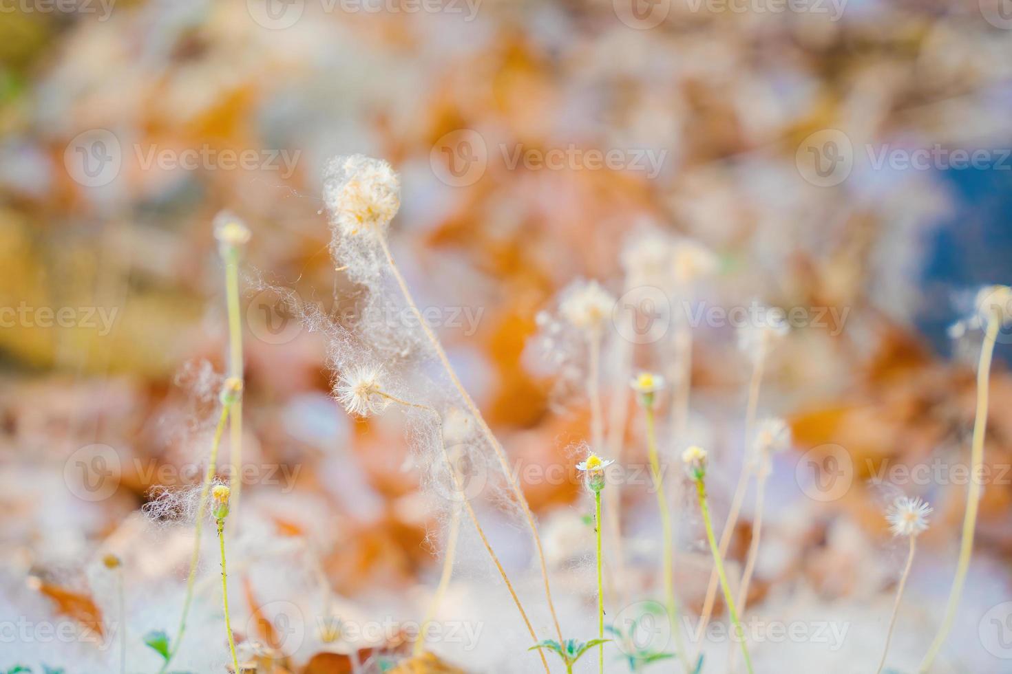 Closeup of a cotton web nest hanging from a tree branch with leaves and sticks tangled in it. photo