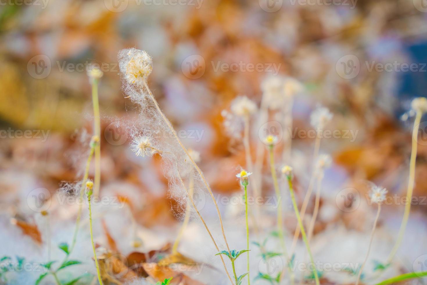 Closeup of a cotton web nest hanging from a tree branch with leaves and sticks tangled in it. photo