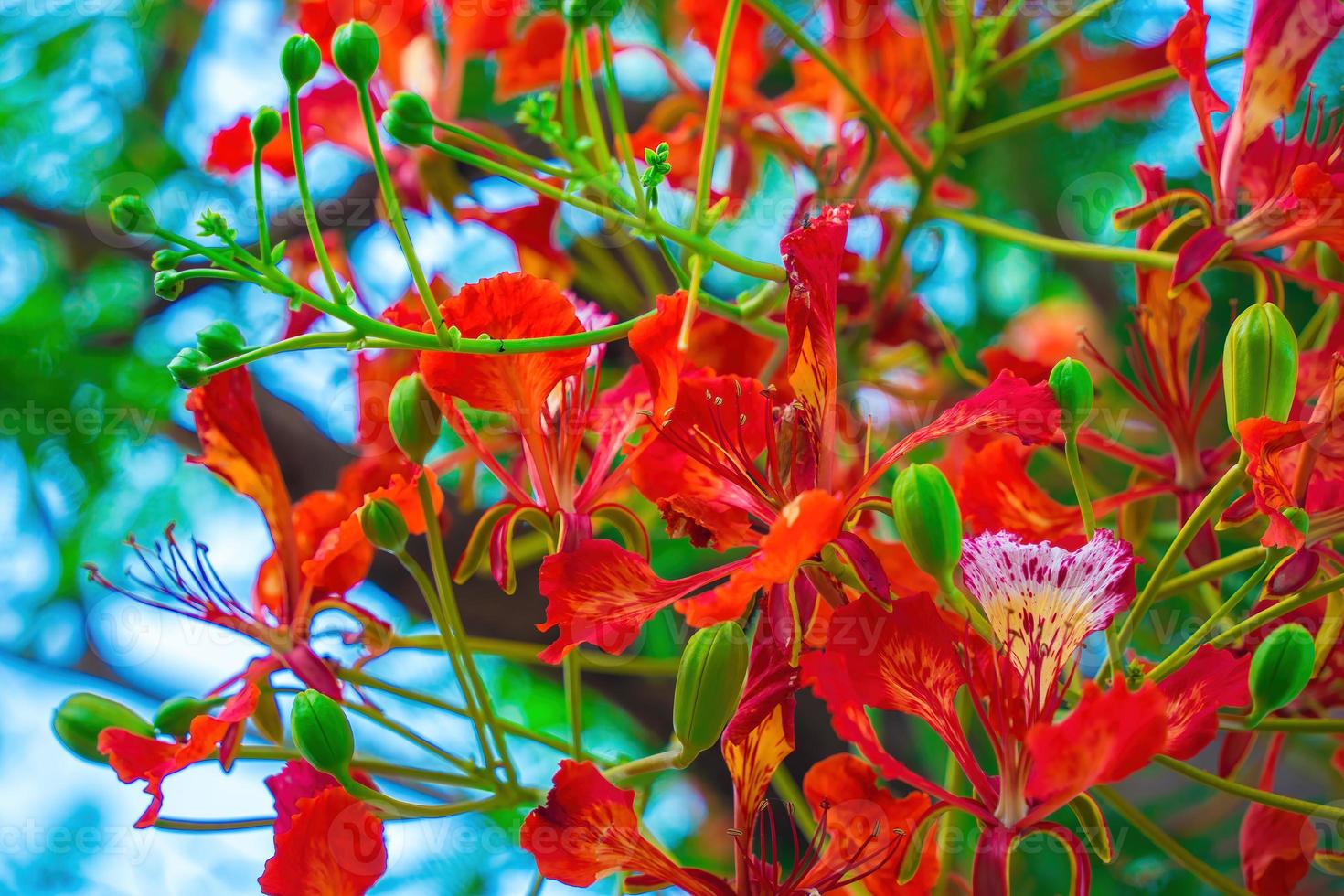 Summer Poinciana phoenix is a flowering plant species live in the tropics or subtropics. Red Flame Tree Flower, Royal Poinciana photo