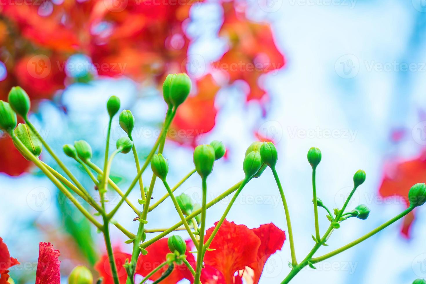 Summer Poinciana phoenix is a flowering plant species live in the tropics or subtropics. Red Flame Tree Flower, Royal Poinciana photo
