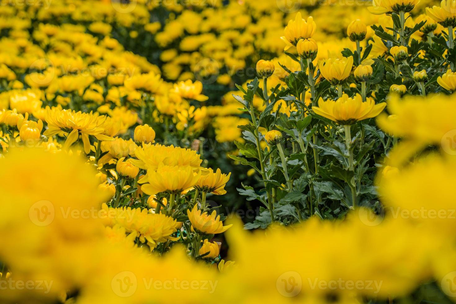Colorful yellow and orange chrysanthemum flower bloom in the farm. Close up of yellow colored chrysanthemum flower. Natural patterns of flower petals. Used selective focus. photo