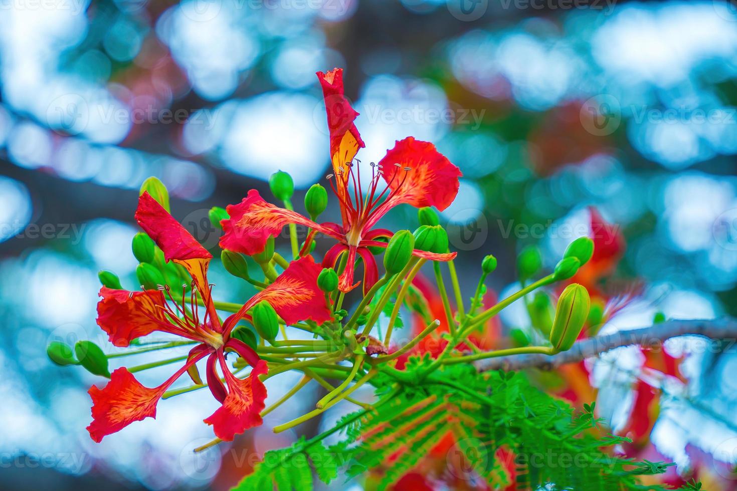 Summer Poinciana phoenix is a flowering plant species live in the tropics or subtropics. Red Flame Tree Flower, Royal Poinciana photo