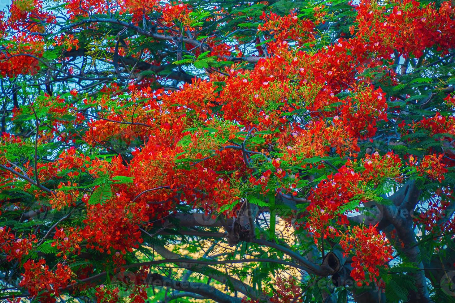 Summer Poinciana phoenix is a flowering plant species live in the tropics or subtropics. Red Flame Tree Flower, Royal Poinciana photo