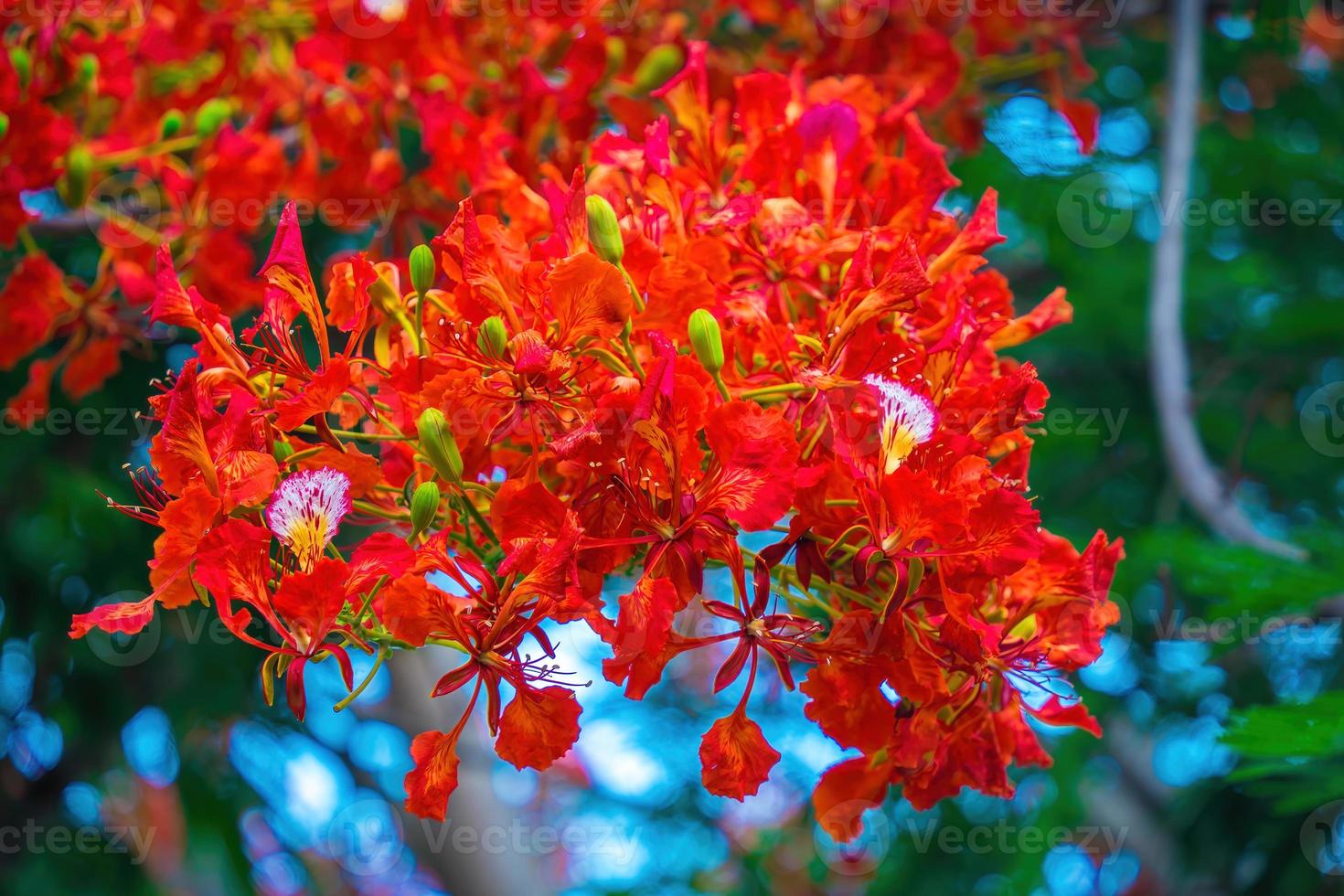 Summer Poinciana phoenix is a flowering plant species live in the tropics or subtropics. Red Flame Tree Flower, Royal Poinciana photo