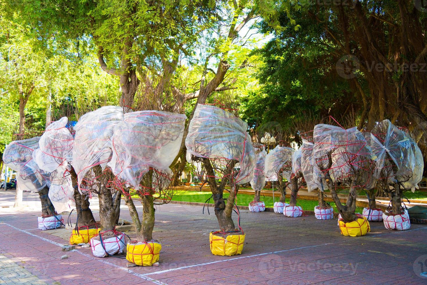 Bunch Peach flowers tree in street waiting to sell. Peach flower, the symbol of Vietnamese lunar new year photo