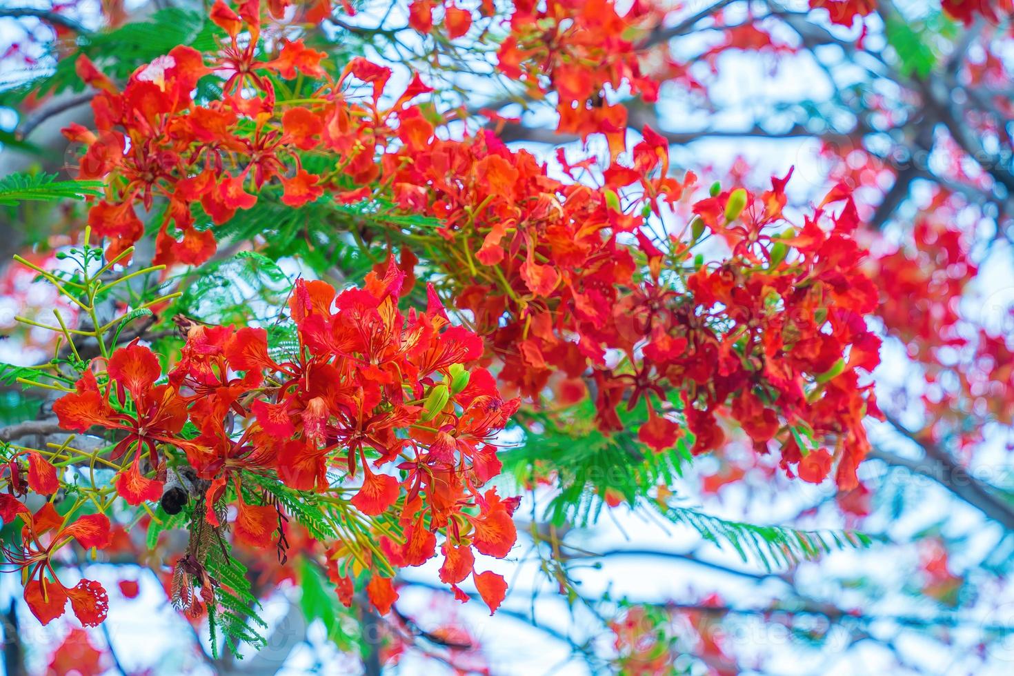 Summer Poinciana phoenix is a flowering plant species live in the tropics or subtropics. Red Flame Tree Flower, Royal Poinciana photo