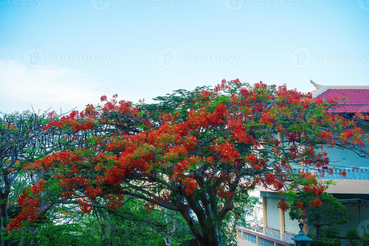 Summer poinciana phoenix es una especie de planta con flores que vive en los trópicos o subtrópicos. flor de árbol de llama roja, poinciana real foto