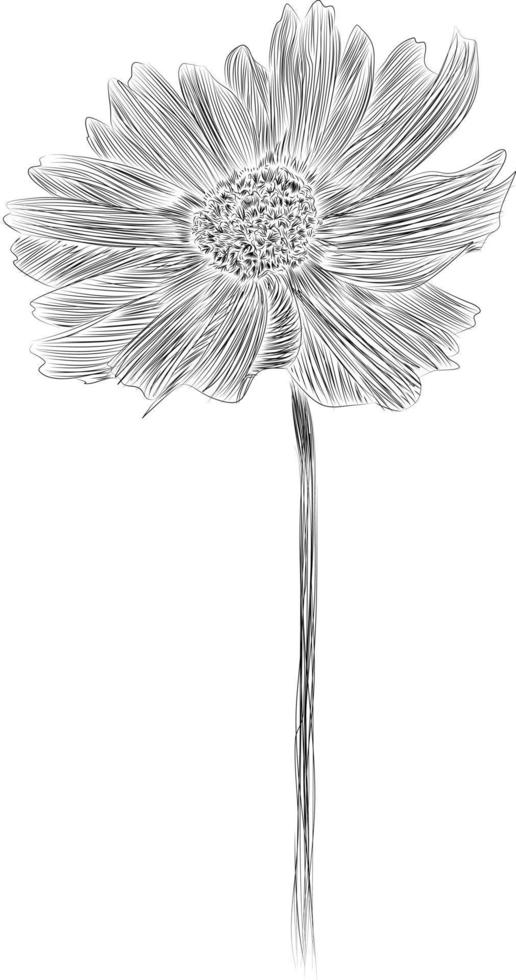 Sunflower vector line art FREE