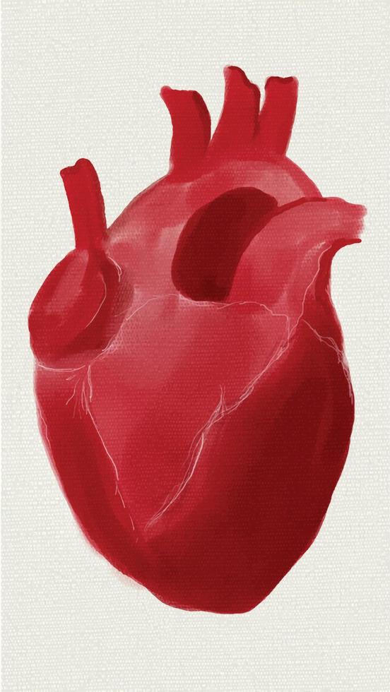 vector de anatomía del corazón gratis